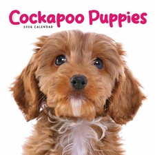 Cockapoo Puppies Mini Calendar