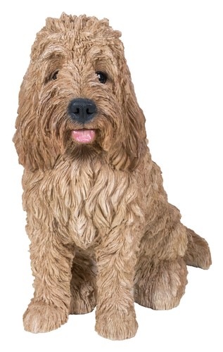 Cockapoo dog sitting golden - dog,