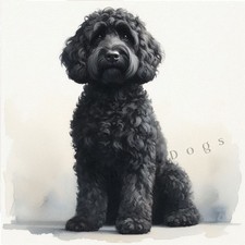 COCKAPOO CAVAPOO Watercolour