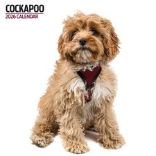 Cockapoo 2026 Modern Calendar