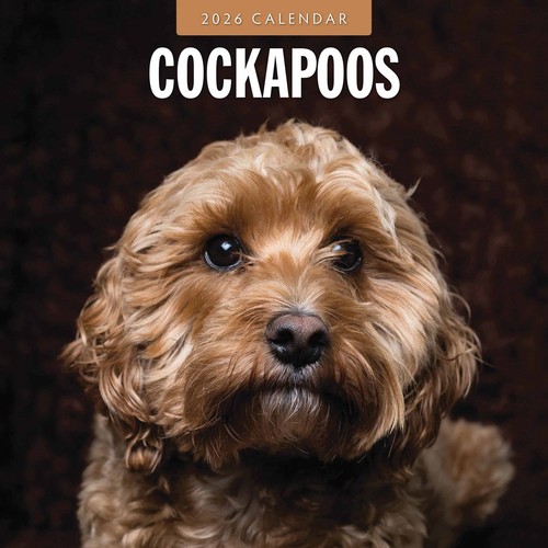 Cockapoos calendar 2026 - cockapoos,