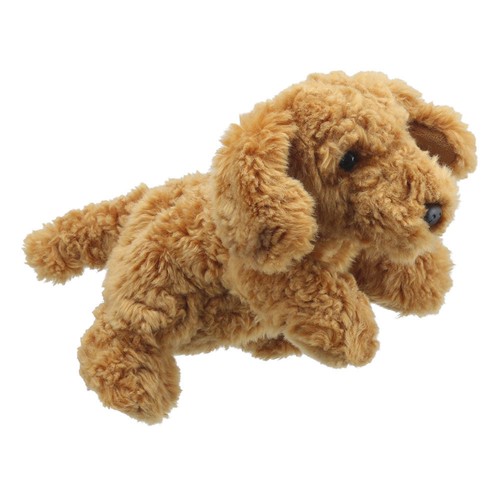 Cockapoo puppet cockapoos dog - cockapoo,