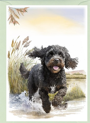 Cockapoo doodle dog - cockapoo,