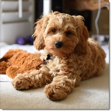 Doodlecards Happy Birthday