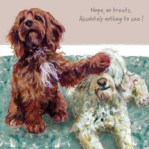 Cockapoos greeting card - cockapoos,