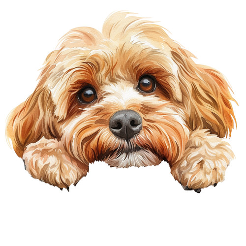 Peeking cockapoo peek boo - peek, a