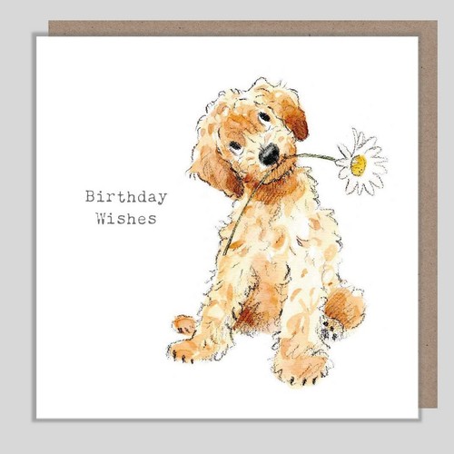 Cockapoo birthday card - cockapoo, –